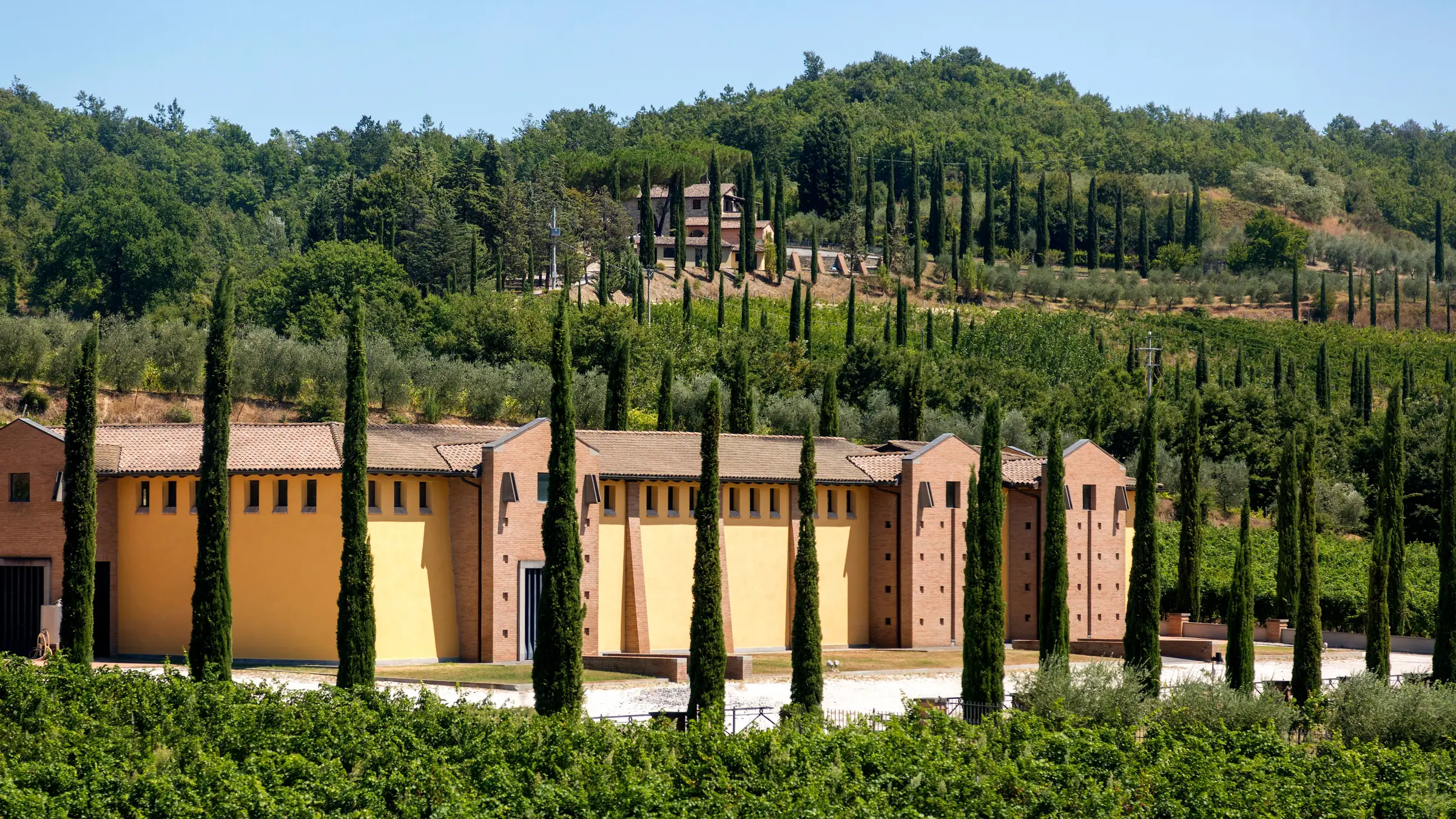 Filari di vite e cipressi sulle colline toscane